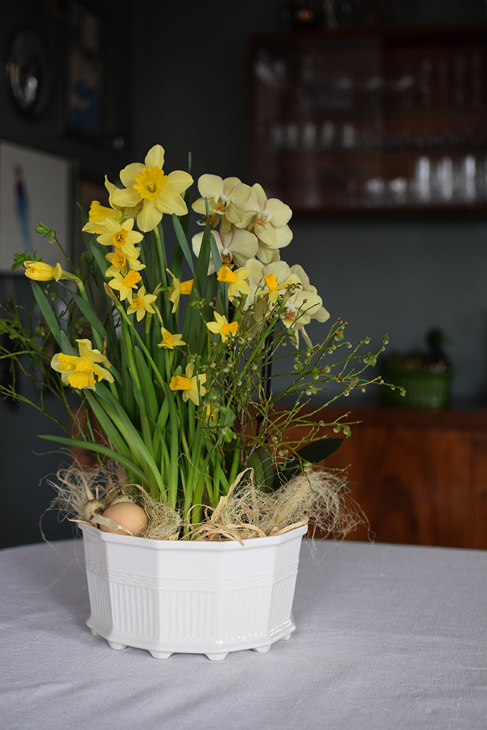 Skapa en påskgrupp med orkidé, påsklilja & tête-à-tête